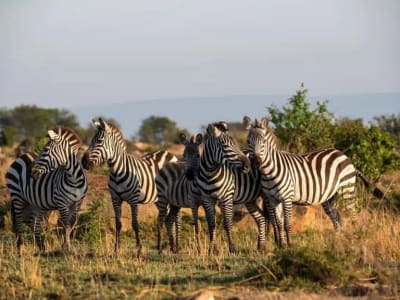 2 Days 1Night Safaris to Mikumi National Park.
