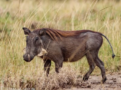 15 Days Uganda Safari Experience