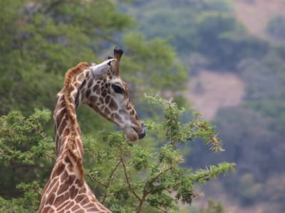 4 days/3 nights Akagera trip by Amour
