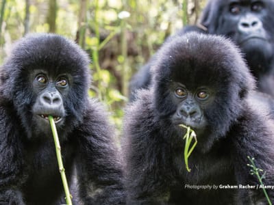 5-Day Mountain Gorillas & Tree Climbing Lions Budget Tour