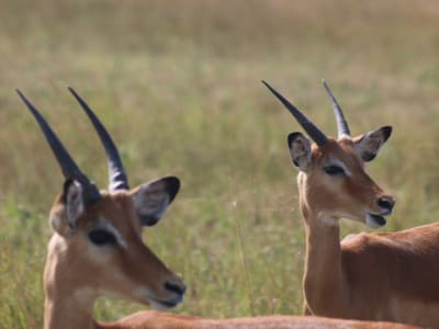 AKAGERA 2 DAYS TRIP with AMOUR