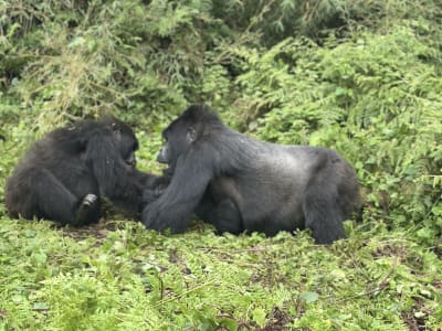 ONE DAY GORILLAS TREKKING TOUR