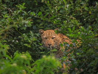 6 DAYS RWANDA WILDLIFE SAFARIS & CULTURAL EXPERIENCE TOUR