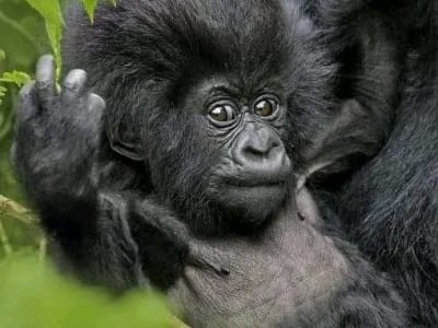 1 DAY GORILLA TREKKING SAFARI IN RWANDA