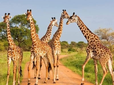 Mikumi National Park Day Trip