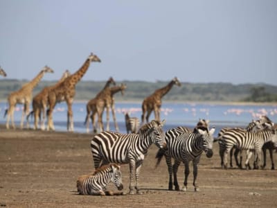 AKAGERA IN A DAY;RWANDA’s SAVANNAH SAFARI