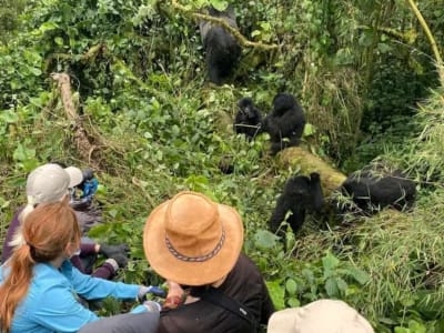 4 DAYS RWANDA PRIMATE SAFARI – GORILLAS, CHIMPANZEES & INTO THE WILD