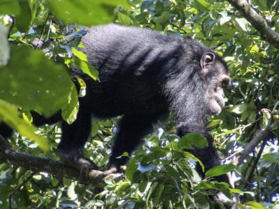 4 Days / 3 Nights Primates Adventure