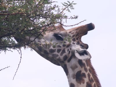 3 days/ 2 nights experieence in Akagera with Amour