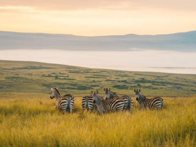 Ngorongoro