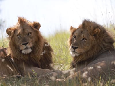Akagera National Park