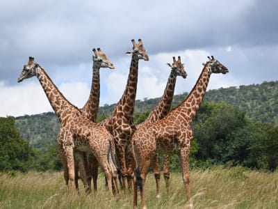 2 Days / 1night in Akagera National Park Safari