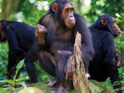 7 Days/ 6Nights Volcanoes National park and Lake Kivu + Nyungwe NP