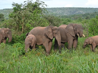 One day akagera tour