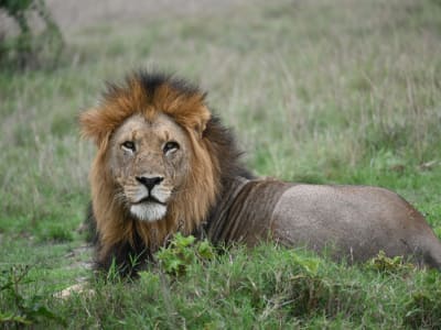 3 days Akagera National Park