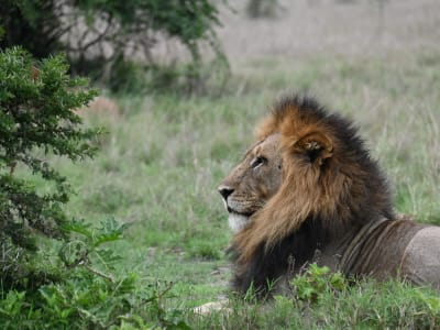 2 Days Akagera National Park