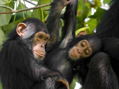 2 DAYS NYUNGWE CHIMPANZEES & RWANDA’S CULTURAL TREASURES
