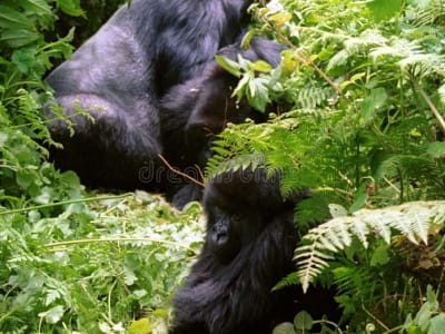 6 Days Volcanoes and akagera National park