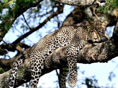 5Days 4 Nights to Serengeti, Ngorongoro, Lake Mantara and Tarangire National Park.