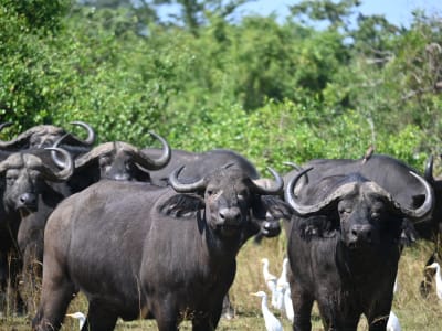 1 Day Tour in Akagera National Park