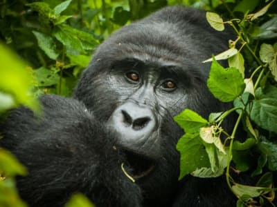 3-Day Uganda Gorilla Trekking Tour