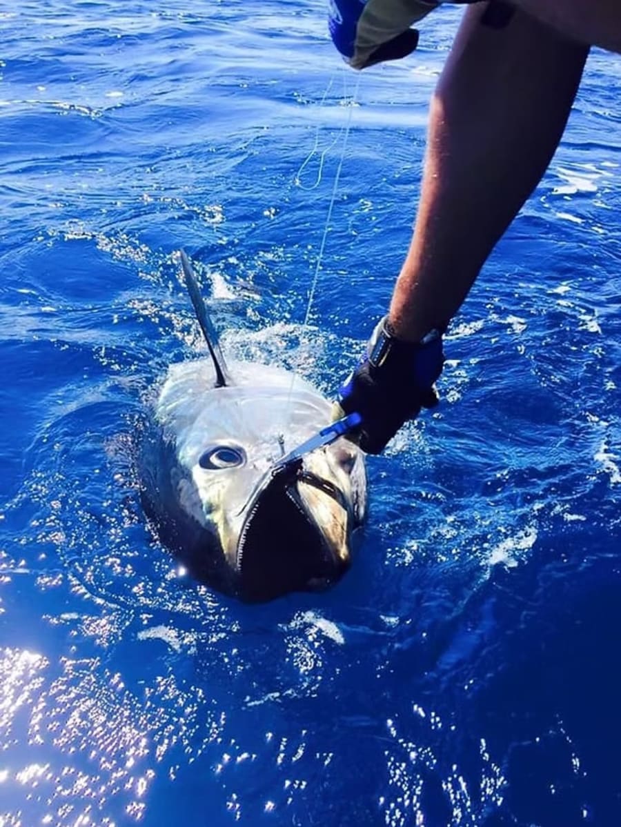 Captura de atún rojo gigante en cubierta