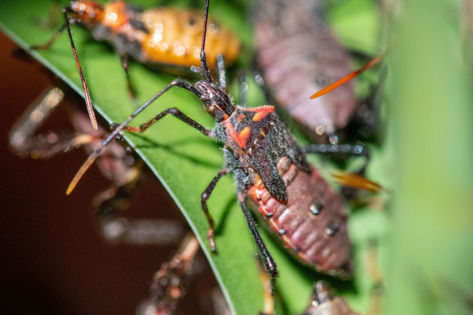 image_insect