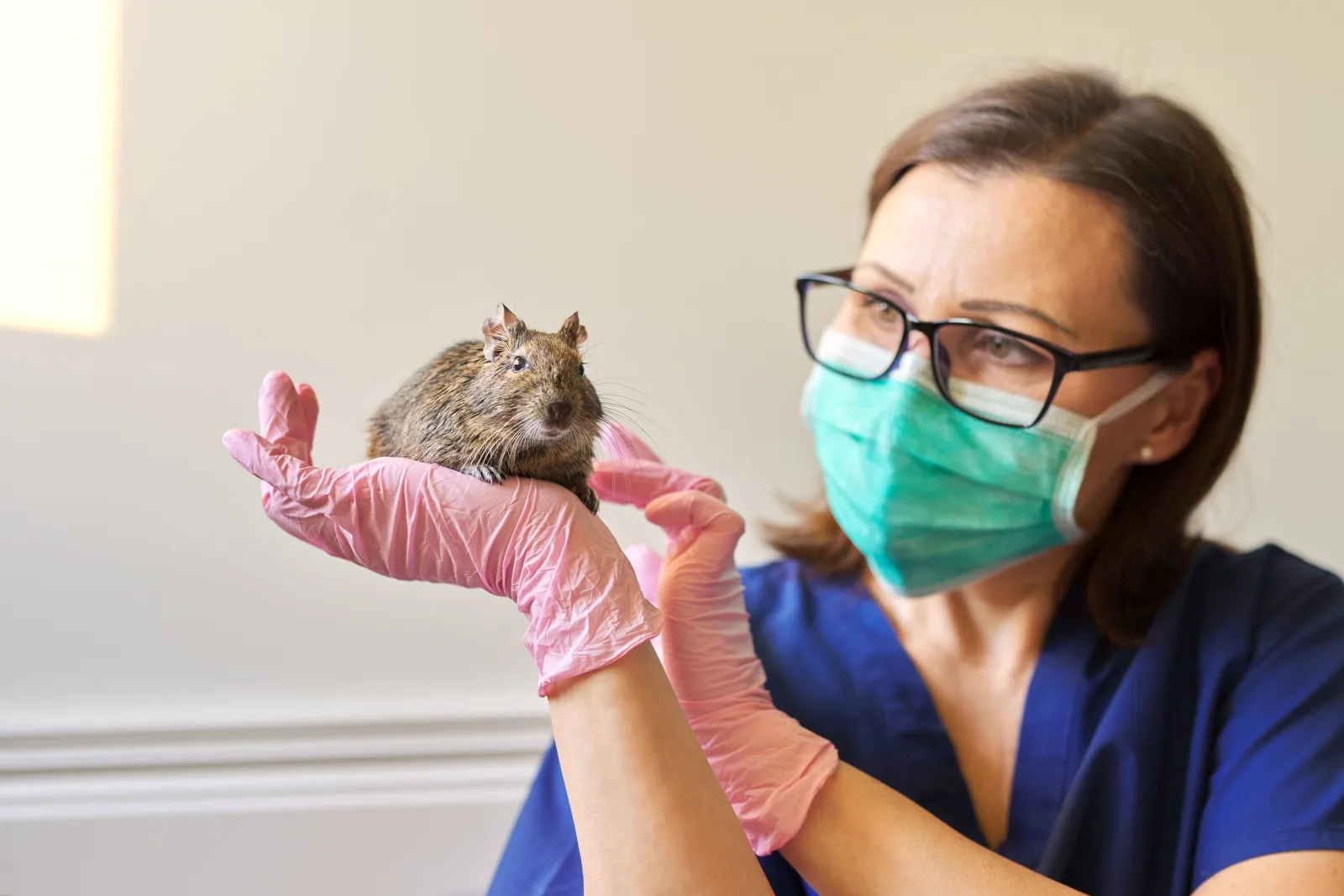 image_rodents_damage