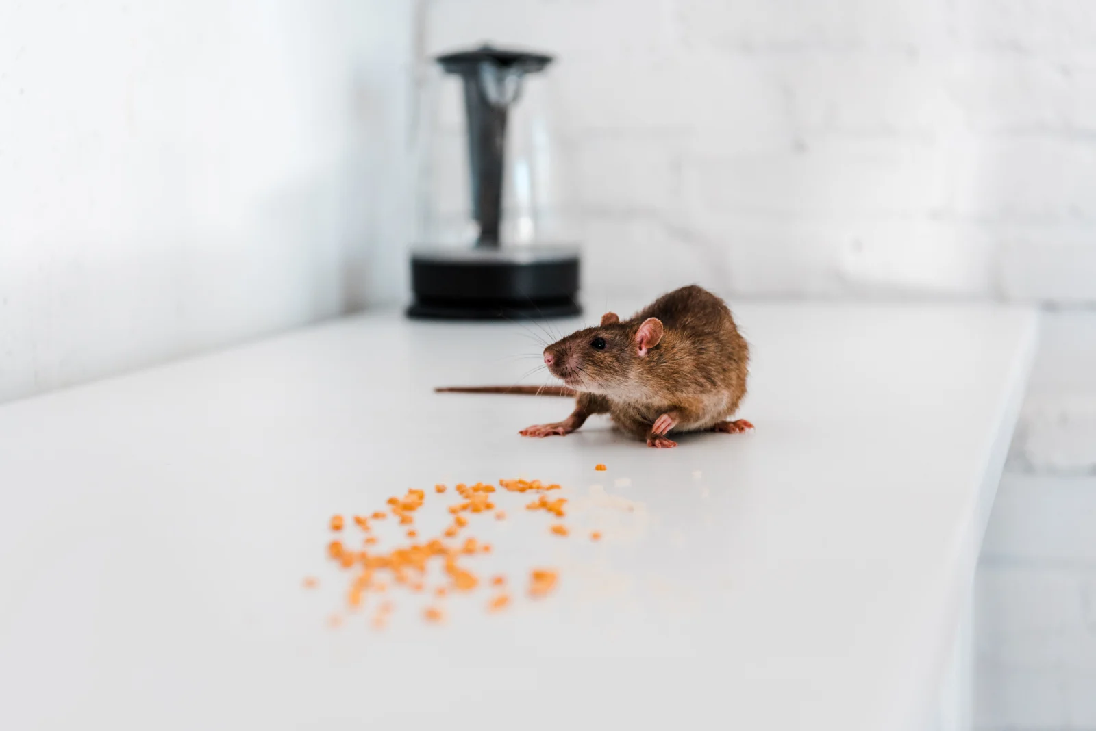 image_rodents_teeth