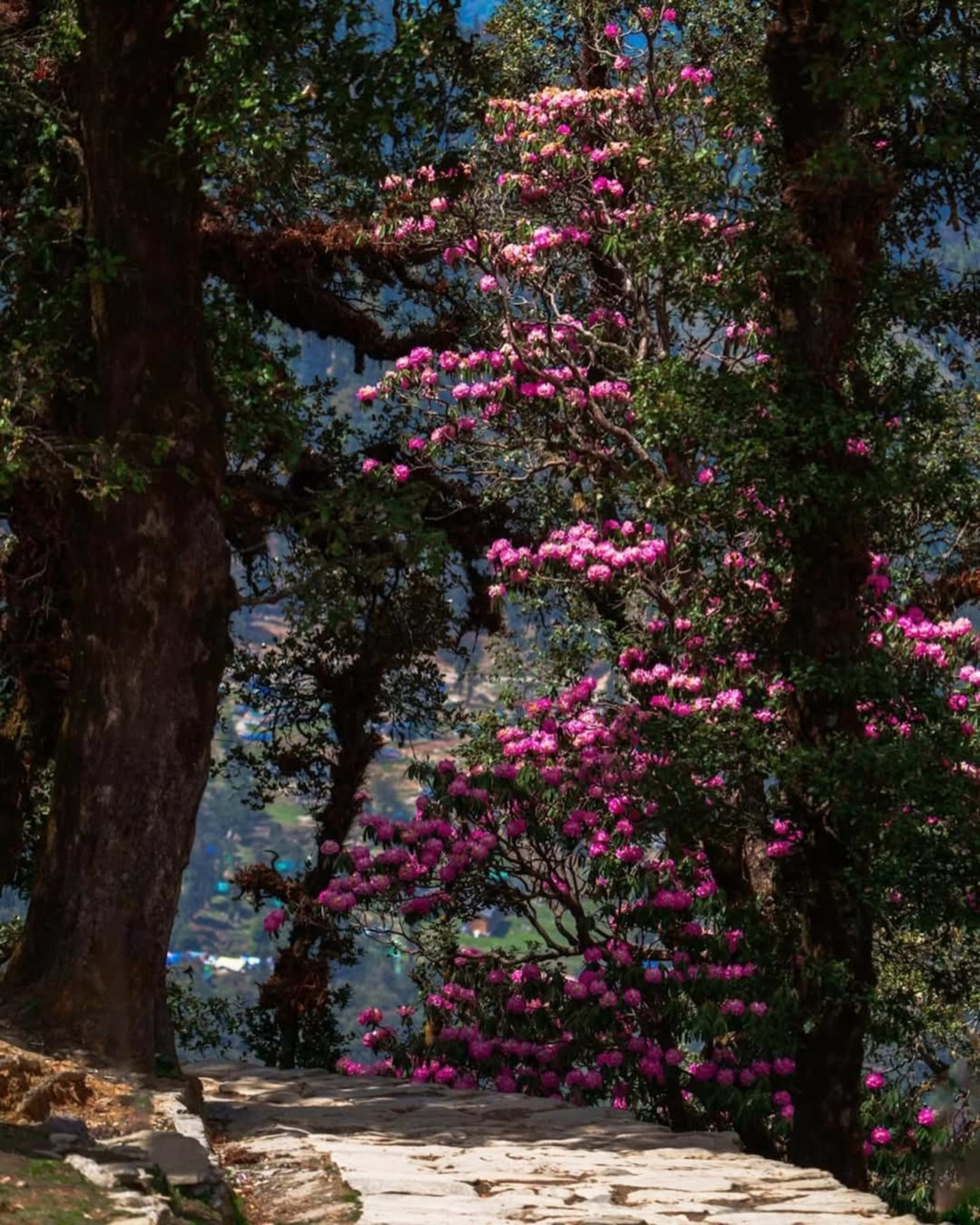 Trek image