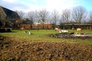 Hackney City Farm