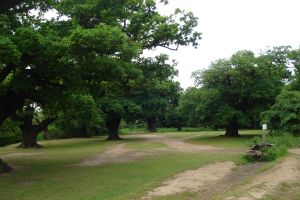 Epping Forest