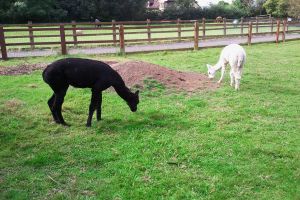 Newham City Farm