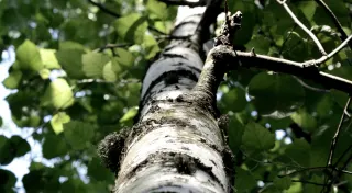 Ілюстративне фото / www.pexels.com