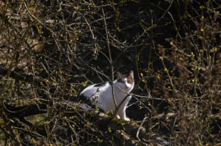 Ілюстративне фото кота / www.pexels.com