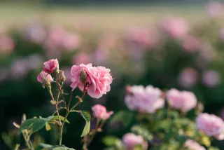 Ілюстративне фото / www.pexels.com