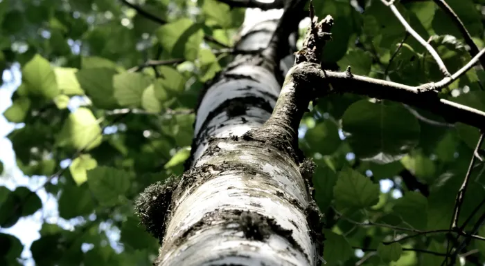 Ілюстративне фото / www.pexels.com