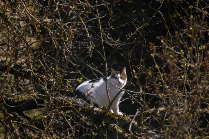 Ілюстративне фото кота / www.pexels.com