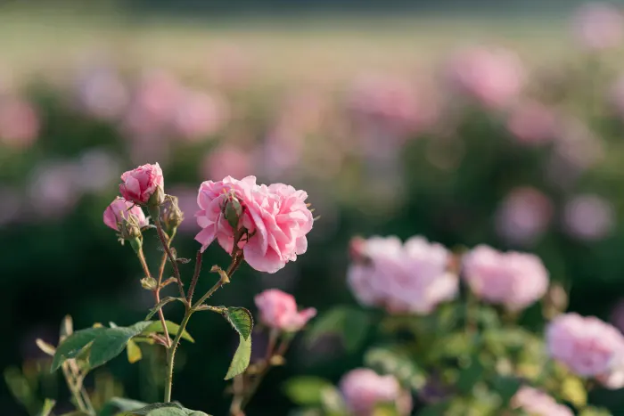 Ілюстративне фото / www.pexels.com