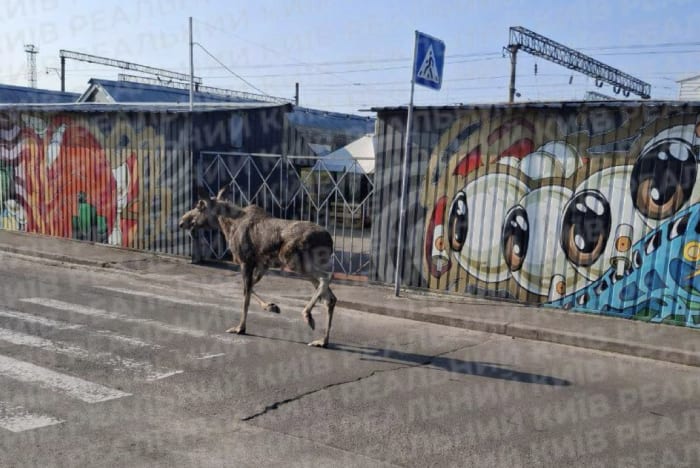 У Києві біля метро "Почайна" помітили лося / Telegram