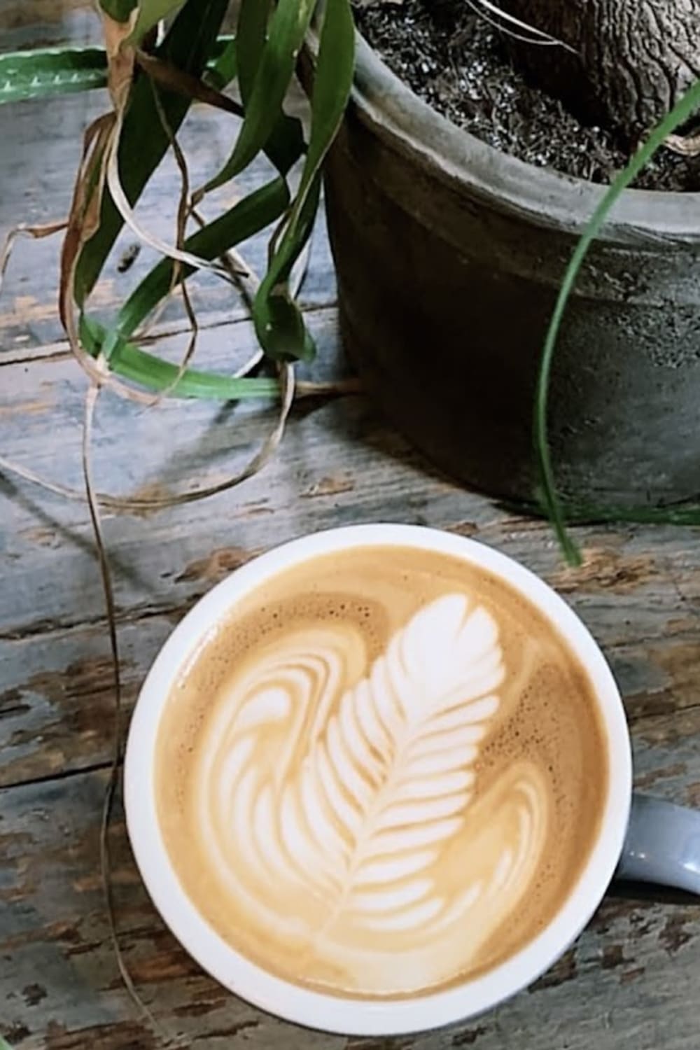 Kijitora — matcha drink detail