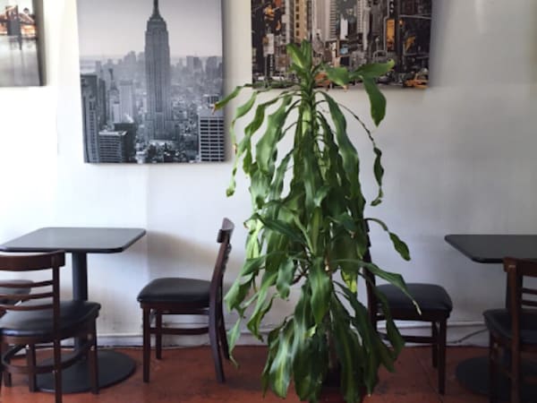 Cafe La Flore Irving - Sunset District