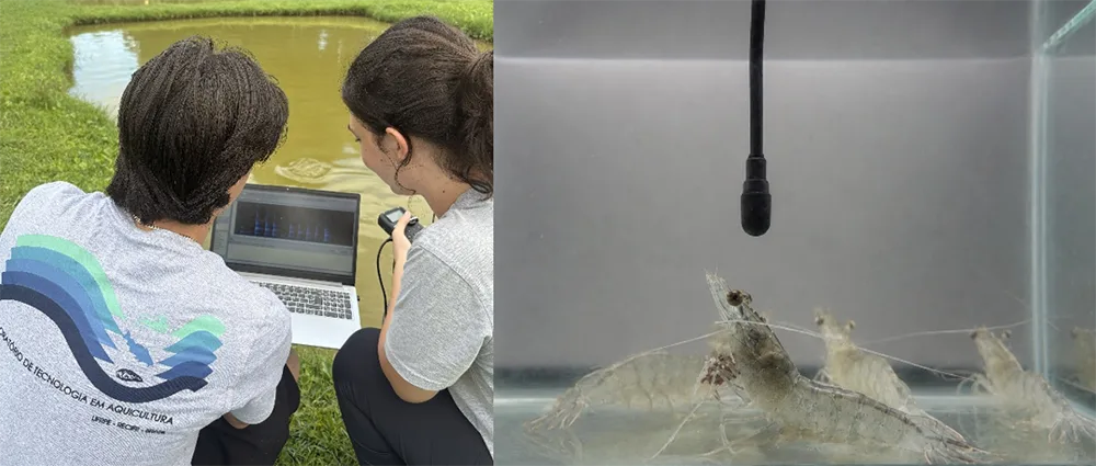 Nhóm nghiên cứu thu âm bên bờ ao và hydrophone treo trong bể tôm