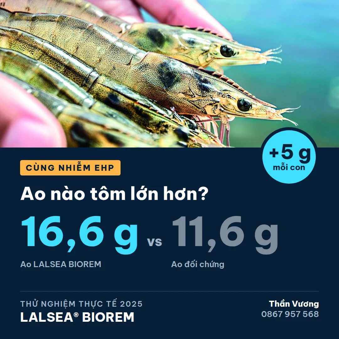 Thử nghiệm LALSEA BIOREM tại miền Tây 2025: tôm nặng hơn 5 g/con, FCR giảm còn 1,20 dù ao nhiễm EHP