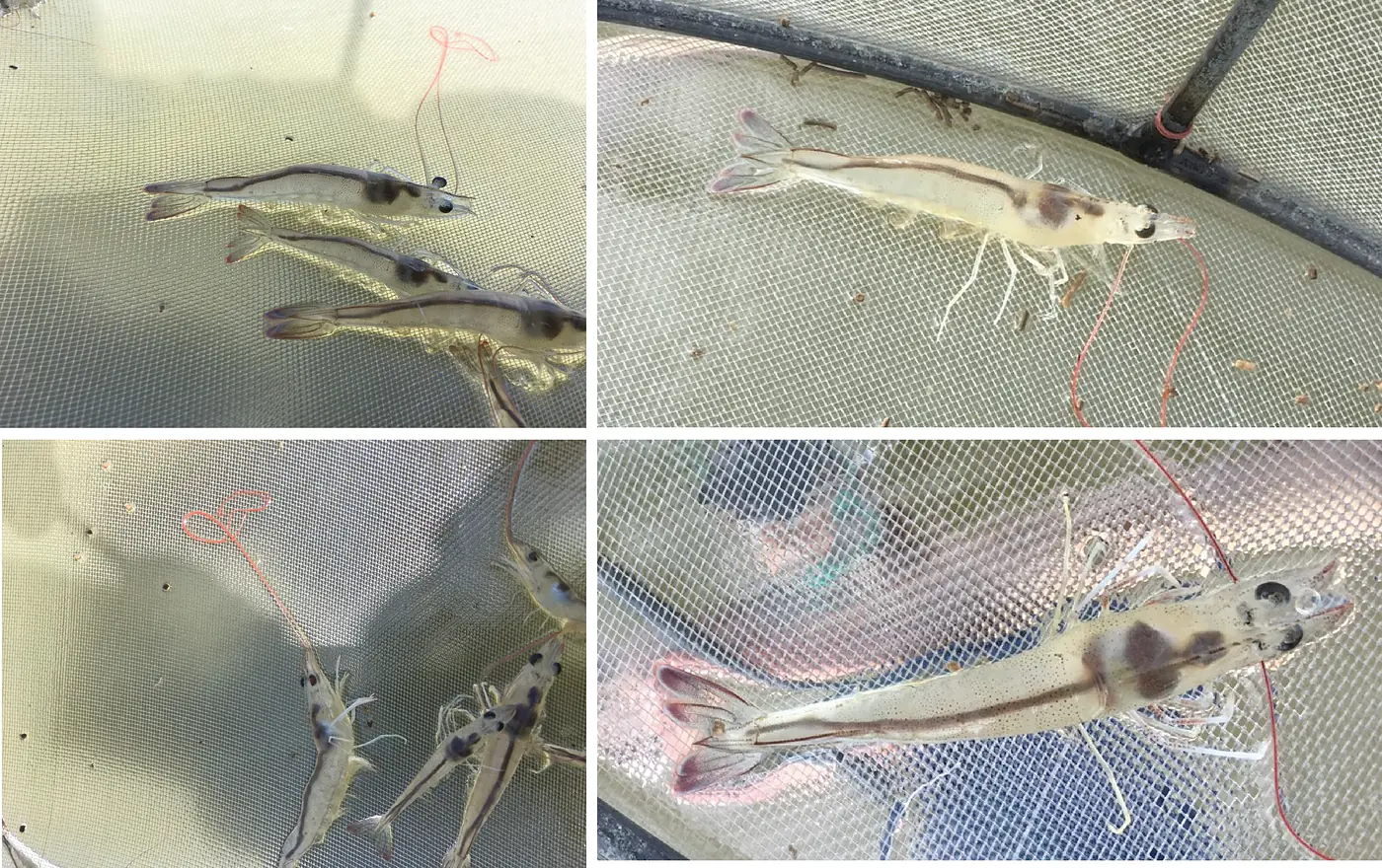 Real whiteleg shrimp at a customer pond — Than Vuong archive. Not animals from this study.