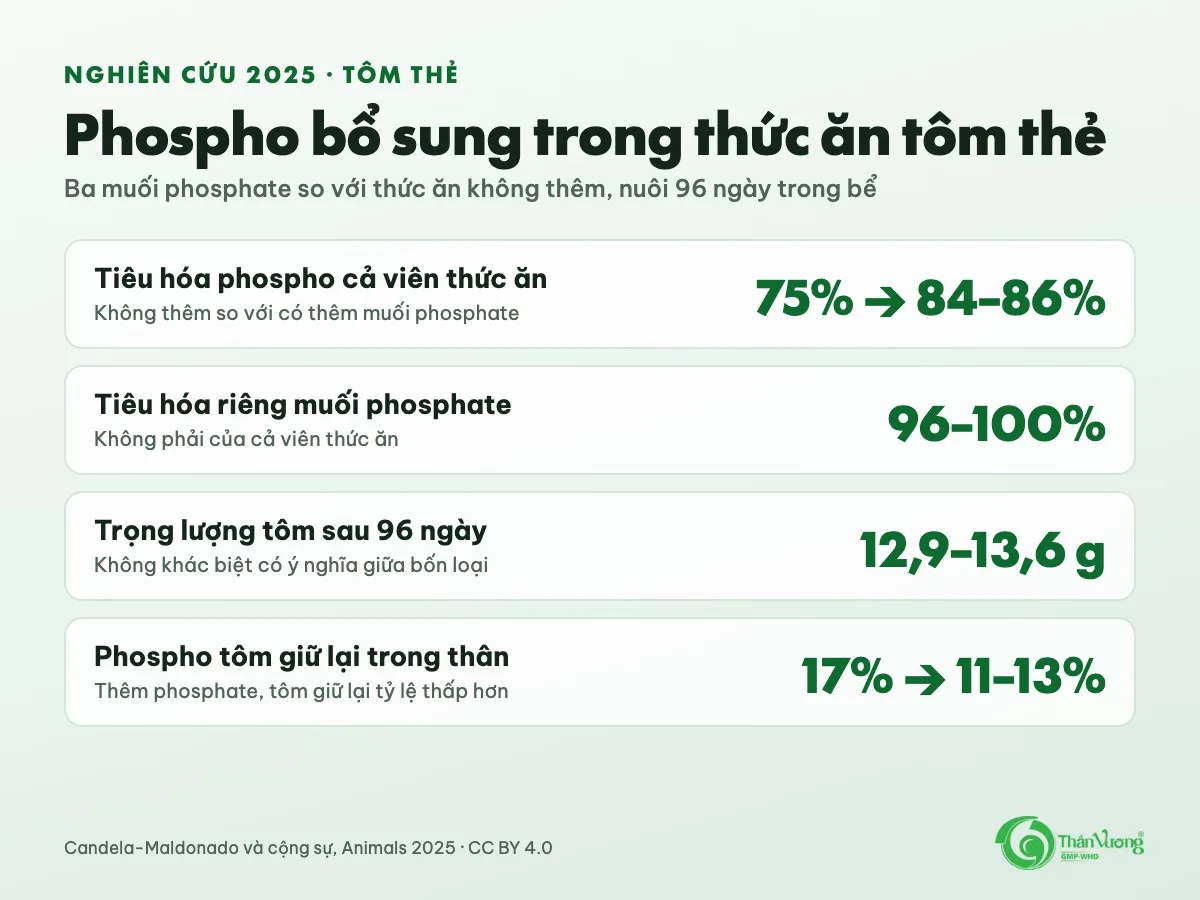 Tóm tắt kết quả: phospho bổ sung trong thức ăn tôm thẻ