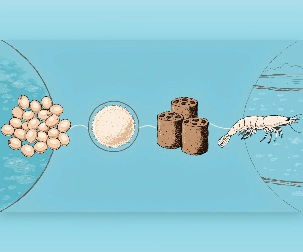 Soybean protein in whiteleg shrimp feed: growth and gut microbiota in a 2026 study