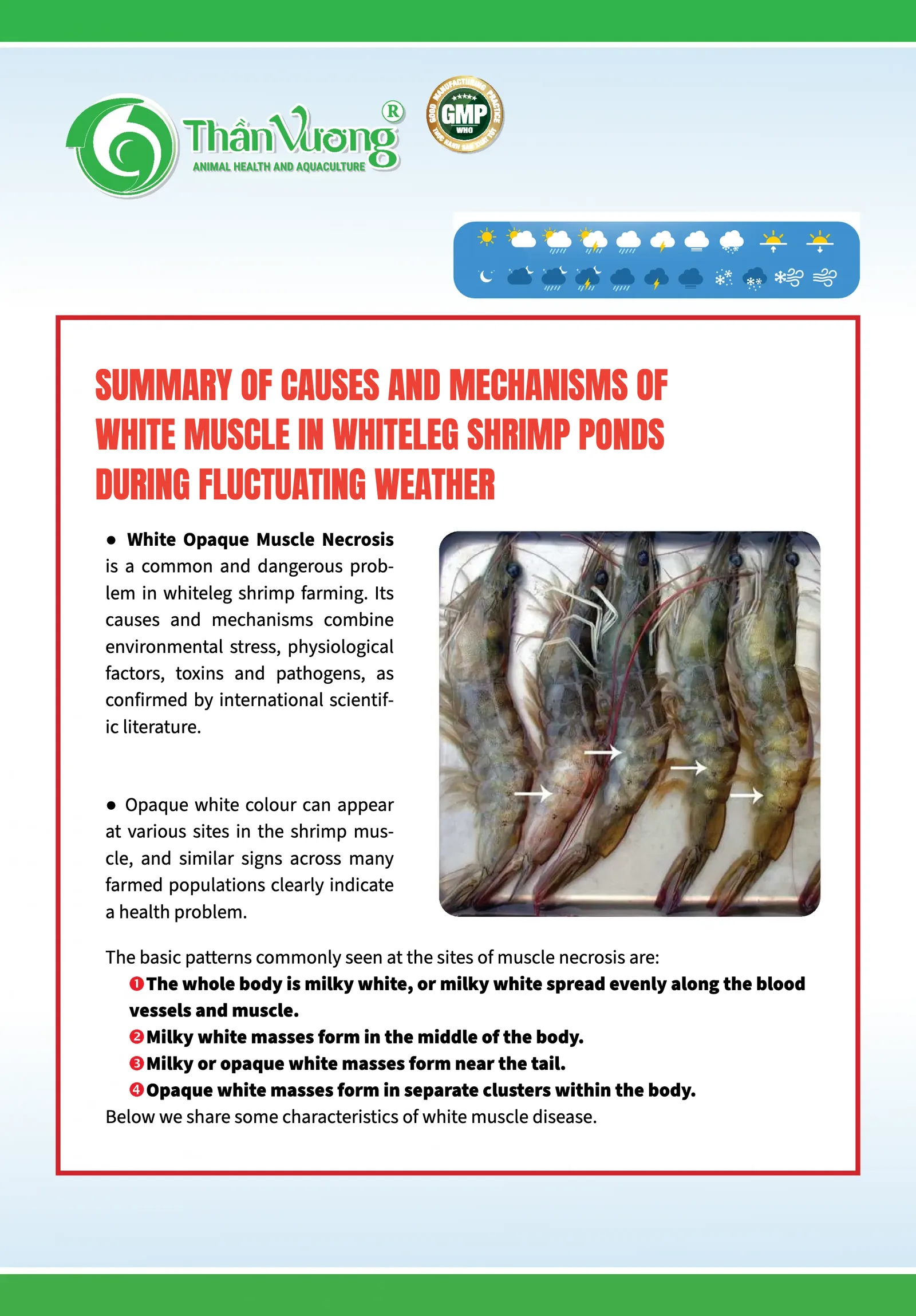 SUMMARY OF CAUSES AND MECHANISMS OF WHITE OPAQUE MUSCLE IN PACIFIC WHITE SHRIMP IN PONDS DURING FLUCTUATING WEATHER