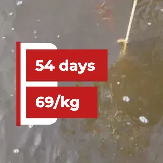 Shrimp Reaches 69/kg in Just 54 Days — A Real Pond Case Study on Feed Control and 25% Water Exchange Reduction