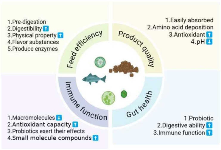 Figure 1. The benefits of fermented feed on aquaculture animals.
